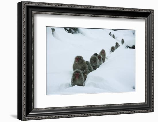 Japanese Macaque - Snow Monkey (Macaca Fuscata) Group Walking Along Snow Trail in Heavy Snow-Yukihiro Fukuda-Framed Photographic Print