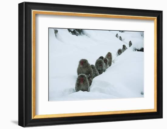 Japanese Macaque - Snow Monkey (Macaca Fuscata) Group Walking Along Snow Trail in Heavy Snow-Yukihiro Fukuda-Framed Photographic Print