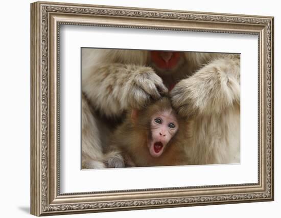 Japanese Macaque - Snow Monkey (Macaca Fuscata) Mother Grooming Four-Day-Old Newborn Baby-Yukihiro Fukuda-Framed Photographic Print