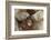 Japanese Macaque - Snow Monkey (Macaca Fuscata) Mother Grooming Four-Day-Old Newborn Baby-Yukihiro Fukuda-Framed Photographic Print