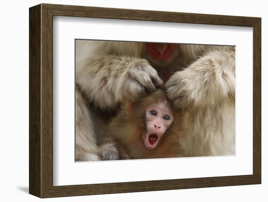 Japanese Macaque - Snow Monkey (Macaca Fuscata) Mother Grooming Four-Day-Old Newborn Baby-Yukihiro Fukuda-Framed Photographic Print