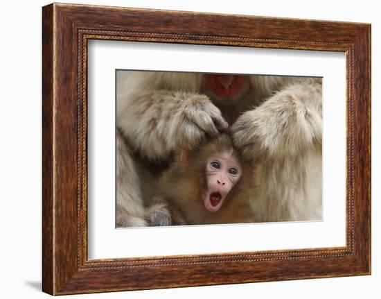 Japanese Macaque - Snow Monkey (Macaca Fuscata) Mother Grooming Four-Day-Old Newborn Baby-Yukihiro Fukuda-Framed Photographic Print