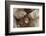 Japanese Macaque - Snow Monkey (Macaca Fuscata) Mother Grooming Four-Day-Old Newborn Baby-Yukihiro Fukuda-Framed Photographic Print