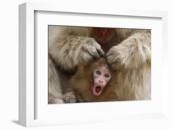 Japanese Macaque - Snow Monkey (Macaca Fuscata) Mother Grooming Four-Day-Old Newborn Baby-Yukihiro Fukuda-Framed Photographic Print