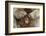 Japanese Macaque - Snow Monkey (Macaca Fuscata) Mother Grooming Four-Day-Old Newborn Baby-Yukihiro Fukuda-Framed Photographic Print