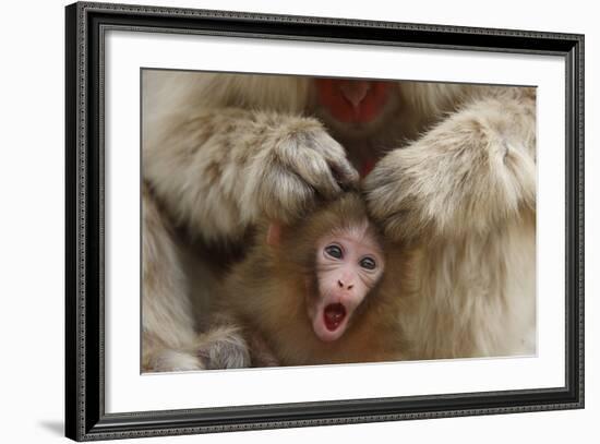 Japanese Macaque - Snow Monkey (Macaca Fuscata) Mother Grooming Four-Day-Old Newborn Baby-Yukihiro Fukuda-Framed Photographic Print