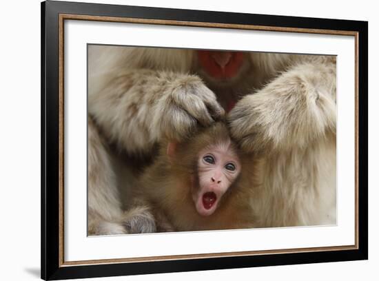 Japanese Macaque - Snow Monkey (Macaca Fuscata) Mother Grooming Four-Day-Old Newborn Baby-Yukihiro Fukuda-Framed Photographic Print