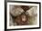 Japanese Macaque - Snow Monkey (Macaca Fuscata) Mother Grooming Four-Day-Old Newborn Baby-Yukihiro Fukuda-Framed Photographic Print