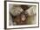 Japanese Macaque - Snow Monkey (Macaca Fuscata) Mother Grooming Four-Day-Old Newborn Baby-Yukihiro Fukuda-Framed Photographic Print