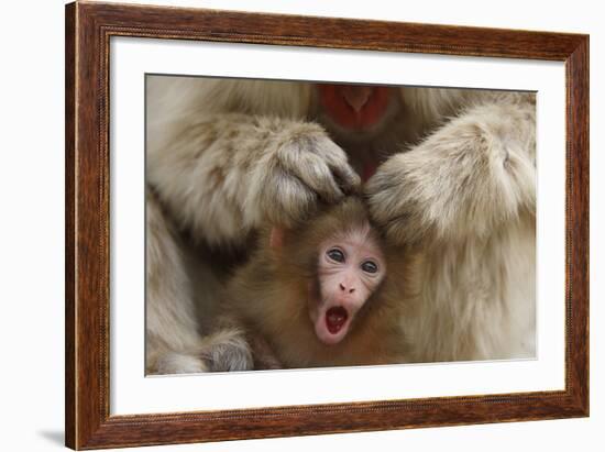 Japanese Macaque - Snow Monkey (Macaca Fuscata) Mother Grooming Four-Day-Old Newborn Baby-Yukihiro Fukuda-Framed Photographic Print