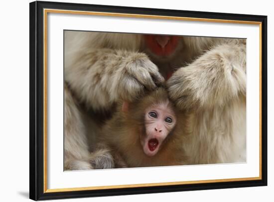 Japanese Macaque - Snow Monkey (Macaca Fuscata) Mother Grooming Four-Day-Old Newborn Baby-Yukihiro Fukuda-Framed Photographic Print