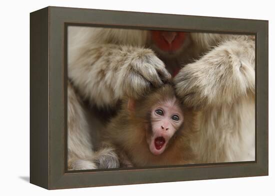 Japanese Macaque - Snow Monkey (Macaca Fuscata) Mother Grooming Four-Day-Old Newborn Baby-Yukihiro Fukuda-Framed Premier Image Canvas