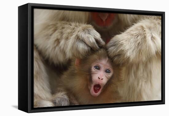 Japanese Macaque - Snow Monkey (Macaca Fuscata) Mother Grooming Four-Day-Old Newborn Baby-Yukihiro Fukuda-Framed Premier Image Canvas
