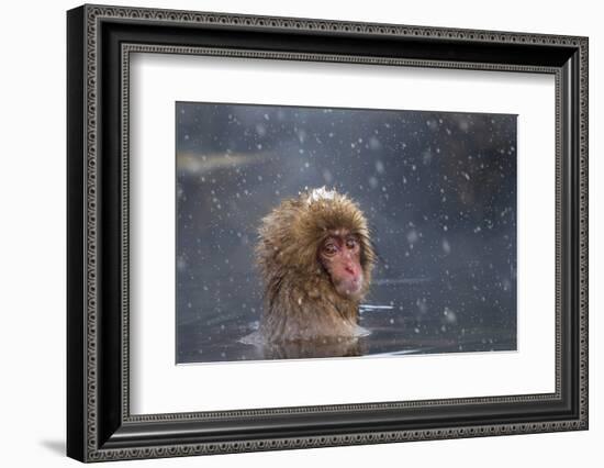 Japanese Macaque (Snow Monkey) (Macata Fuscata), Japan-Andrew Sproule-Framed Premium Photographic Print