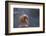 Japanese Macaque (Snow Monkey) (Macata Fuscata), Japan-Andrew Sproule-Framed Premium Photographic Print