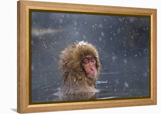 Japanese Macaque (Snow Monkey) (Macata Fuscata), Japan-Andrew Sproule-Framed Premier Image Canvas