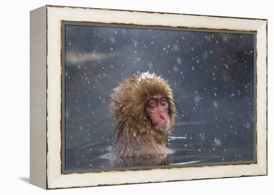 Japanese Macaque (Snow Monkey) (Macata Fuscata), Japan-Andrew Sproule-Framed Premier Image Canvas