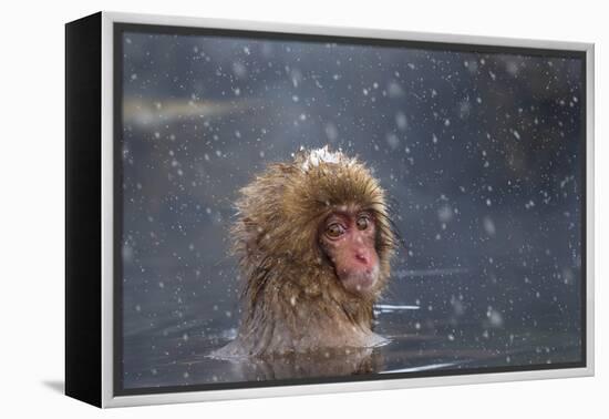 Japanese Macaque (Snow Monkey) (Macata Fuscata), Japan-Andrew Sproule-Framed Premier Image Canvas