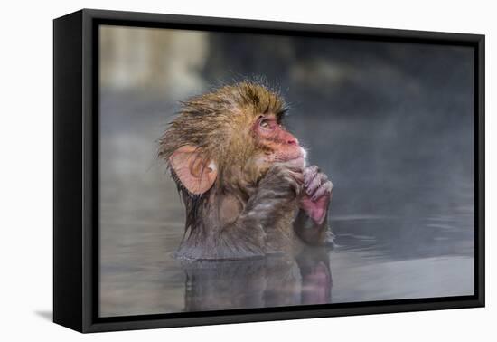 Japanese Macaque (Snow Monkey) (Macata Fuscata), Japan-Andrew Sproule-Framed Premier Image Canvas