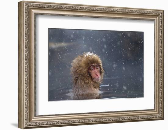 Japanese Macaque (Snow Monkey) (Macata Fuscata), Japan-Andrew Sproule-Framed Photographic Print