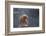 Japanese Macaque (Snow Monkey) (Macata Fuscata), Japan-Andrew Sproule-Framed Photographic Print