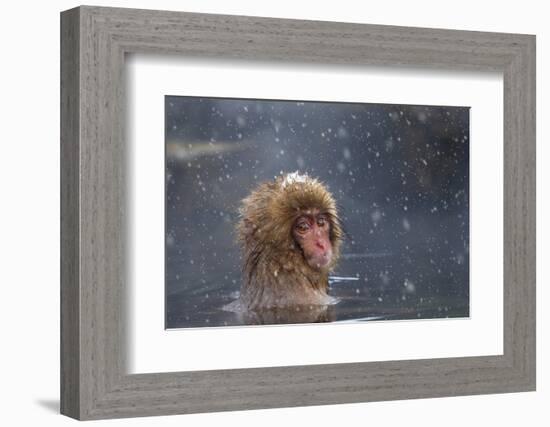 Japanese Macaque (Snow Monkey) (Macata Fuscata), Japan-Andrew Sproule-Framed Photographic Print