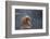 Japanese Macaque (Snow Monkey) (Macata Fuscata), Japan-Andrew Sproule-Framed Photographic Print