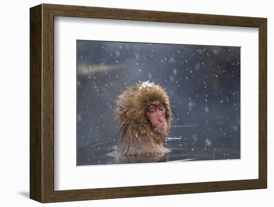 Japanese Macaque (Snow Monkey) (Macata Fuscata), Japan-Andrew Sproule-Framed Photographic Print