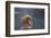 Japanese Macaque (Snow Monkey) (Macata Fuscata), Japan-Andrew Sproule-Framed Photographic Print