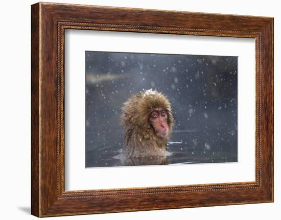 Japanese Macaque (Snow Monkey) (Macata Fuscata), Japan-Andrew Sproule-Framed Photographic Print