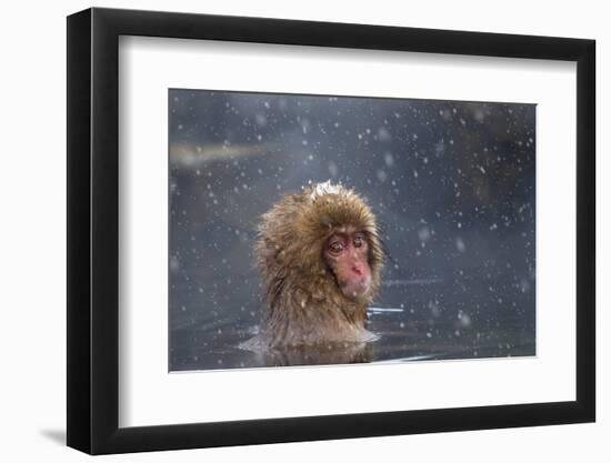 Japanese Macaque (Snow Monkey) (Macata Fuscata), Japan-Andrew Sproule-Framed Photographic Print