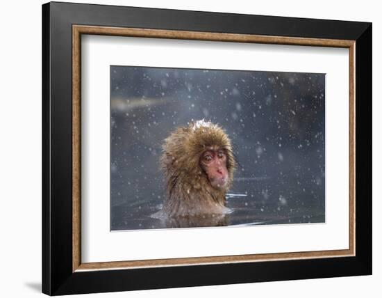 Japanese Macaque (Snow Monkey) (Macata Fuscata), Japan-Andrew Sproule-Framed Photographic Print