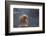 Japanese Macaque (Snow Monkey) (Macata Fuscata), Japan-Andrew Sproule-Framed Photographic Print