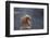 Japanese Macaque (Snow Monkey) (Macata Fuscata), Japan-Andrew Sproule-Framed Photographic Print