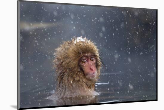 Japanese Macaque (Snow Monkey) (Macata Fuscata), Japan-Andrew Sproule-Mounted Photographic Print