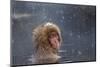 Japanese Macaque (Snow Monkey) (Macata Fuscata), Japan-Andrew Sproule-Mounted Photographic Print