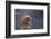 Japanese Macaque (Snow Monkey) (Macata Fuscata), Japan-Andrew Sproule-Framed Photographic Print