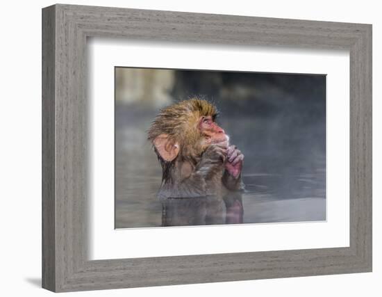 Japanese Macaque (Snow Monkey) (Macata Fuscata), Japan-Andrew Sproule-Framed Photographic Print