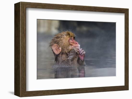 Japanese Macaque (Snow Monkey) (Macata Fuscata), Japan-Andrew Sproule-Framed Photographic Print