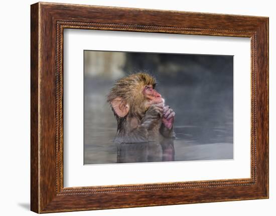 Japanese Macaque (Snow Monkey) (Macata Fuscata), Japan-Andrew Sproule-Framed Photographic Print