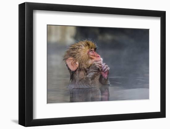 Japanese Macaque (Snow Monkey) (Macata Fuscata), Japan-Andrew Sproule-Framed Photographic Print