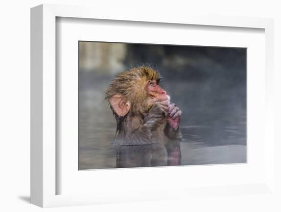 Japanese Macaque (Snow Monkey) (Macata Fuscata), Japan-Andrew Sproule-Framed Photographic Print