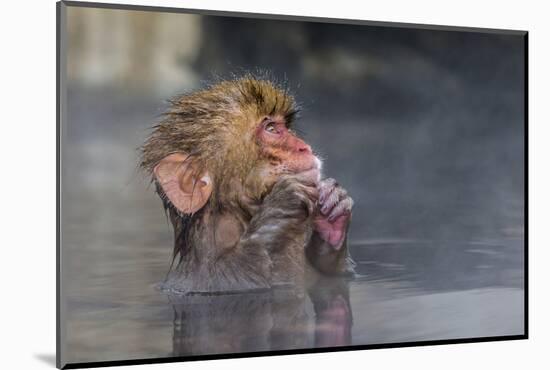 Japanese Macaque (Snow Monkey) (Macata Fuscata), Japan-Andrew Sproule-Mounted Photographic Print