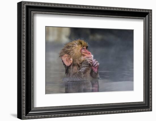 Japanese Macaque (Snow Monkey) (Macata Fuscata), Japan-Andrew Sproule-Framed Photographic Print