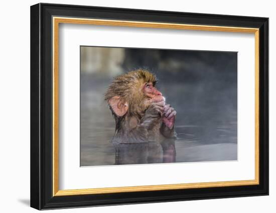 Japanese Macaque (Snow Monkey) (Macata Fuscata), Japan-Andrew Sproule-Framed Photographic Print