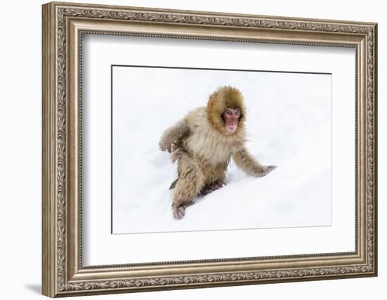 Japanese Macaque (Snow Monkey) (Macata Fuscata), Japan-Andrew Sproule-Framed Photographic Print