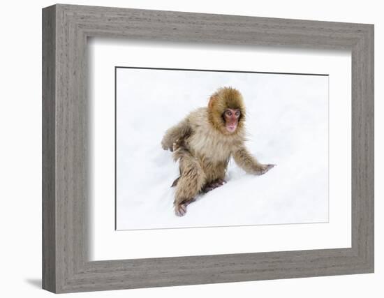 Japanese Macaque (Snow Monkey) (Macata Fuscata), Japan-Andrew Sproule-Framed Photographic Print