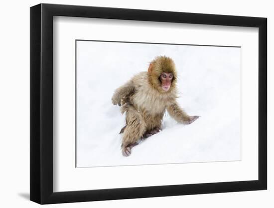 Japanese Macaque (Snow Monkey) (Macata Fuscata), Japan-Andrew Sproule-Framed Photographic Print