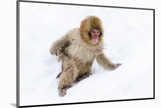 Japanese Macaque (Snow Monkey) (Macata Fuscata), Japan-Andrew Sproule-Mounted Photographic Print
