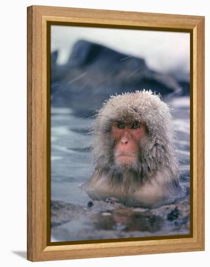 Japanese Macaque, Snow Monkey Sitting in Waters of Hot Spring in Shiga Mountains During a Snowfall-Co Rentmeester-Framed Premier Image Canvas